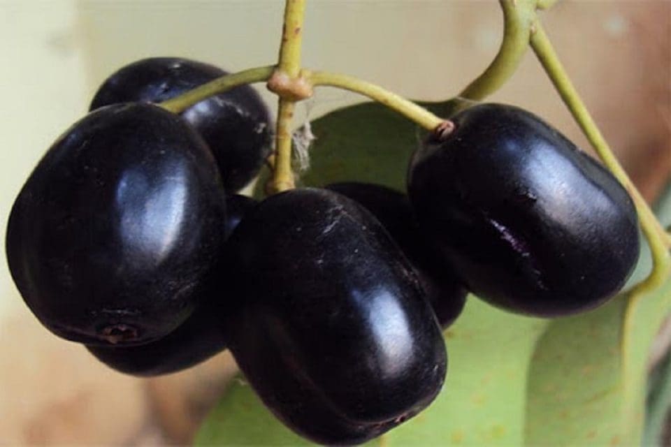 Benefits of eating novel fruit