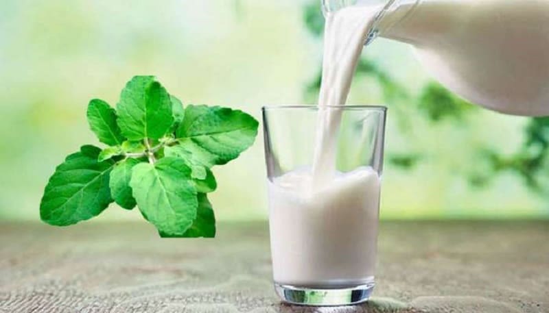 benifits of basil milk