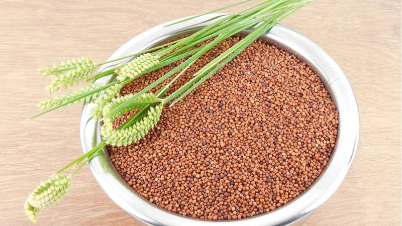 Ragi is a cure for weight problems and diabetes