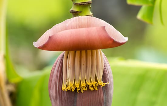 The many benefits of banana flower