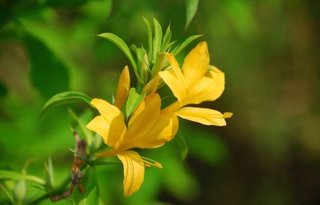 Vajratanti flower is a remedy for lung problems