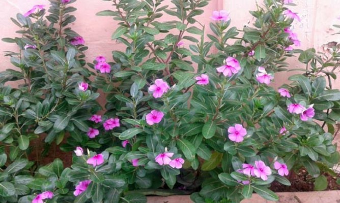 Benefits of Eternal Kalyani flower