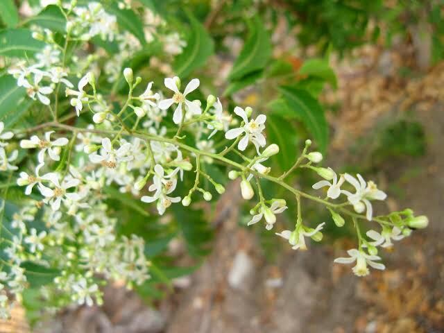 Benefits of neem flower