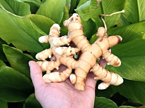 Benefits of white turmeric