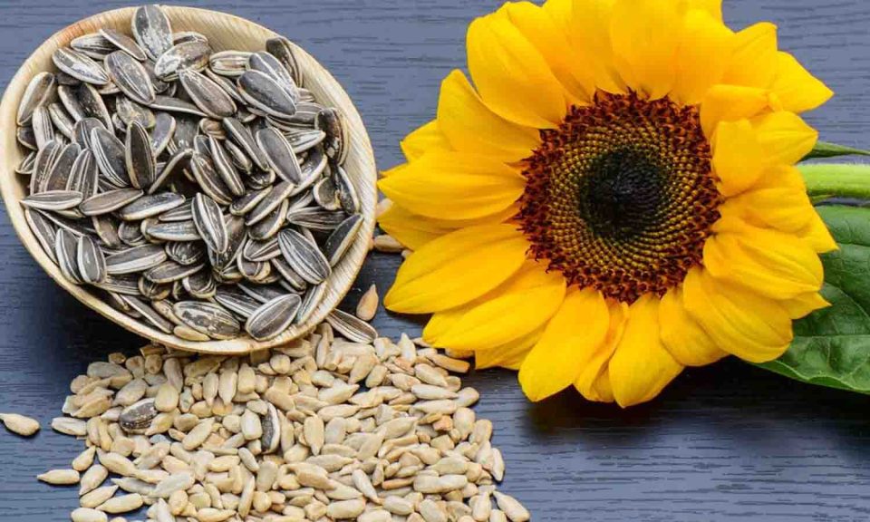 Benefits of sunflower seeds