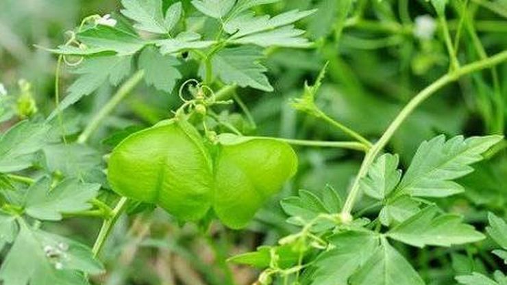 The benefits of spinach are amazing