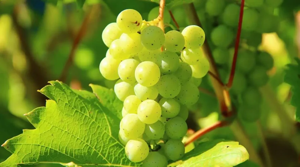 Green grapes help to lose weight