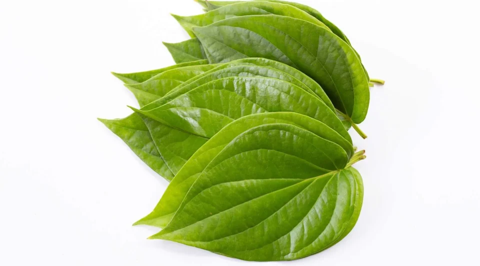 Betel leaf is the solution to constipation problem