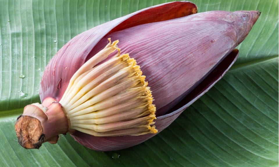 Benefits of banana flower