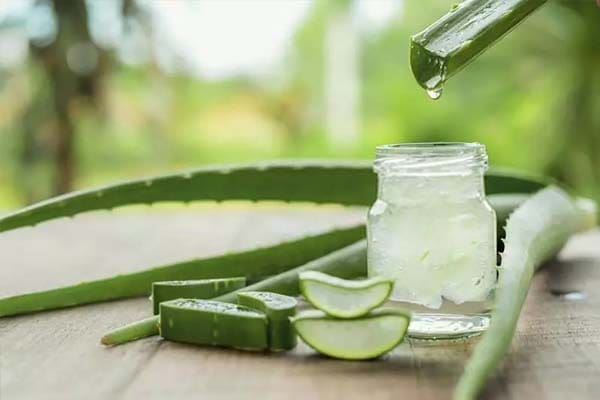 Aloe vera juice helps to lose weight