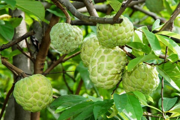 Benefits of drinking sugar apple juice