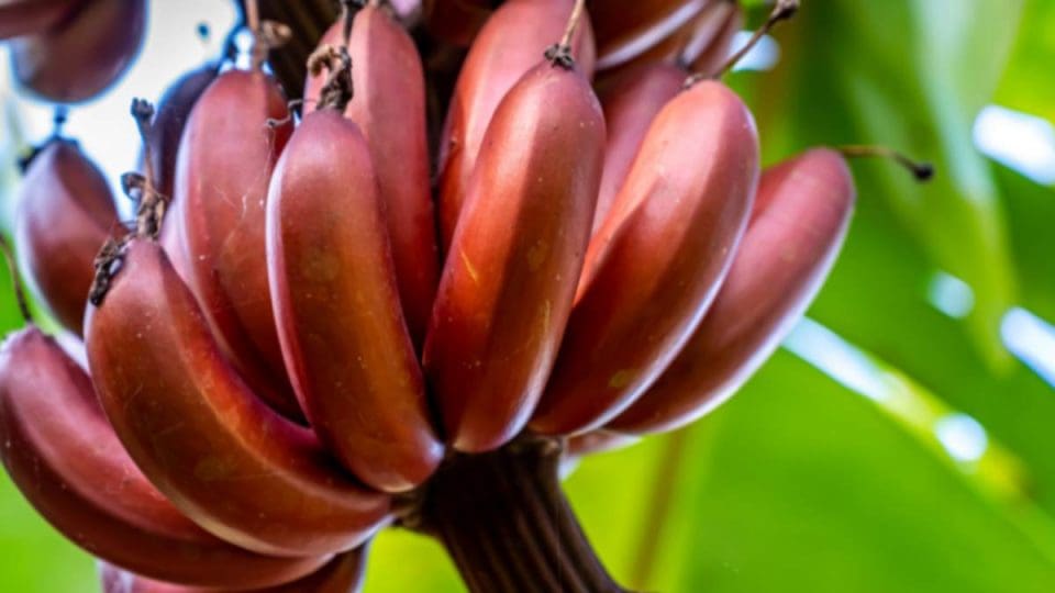 Benefits of drinking banana juice