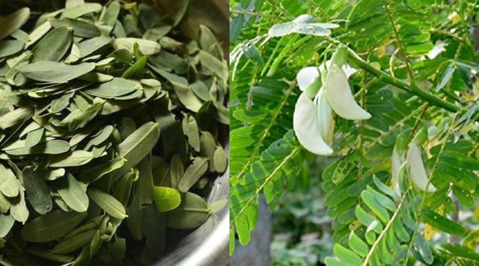 Benifits eating of agathi keerai