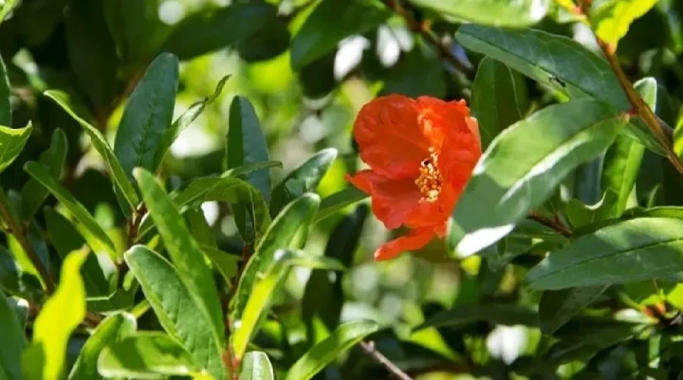 The benefits of pomegranate leaves