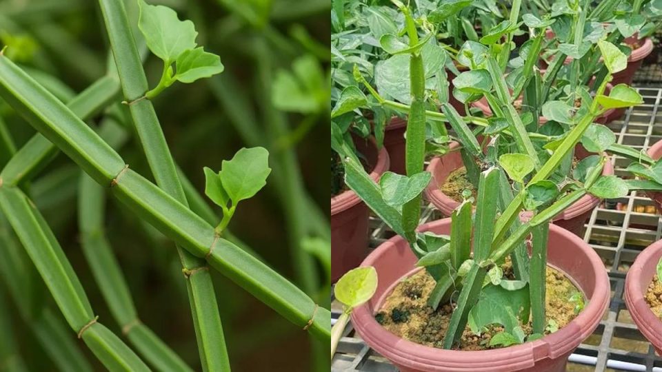 benifits eating of pirandai