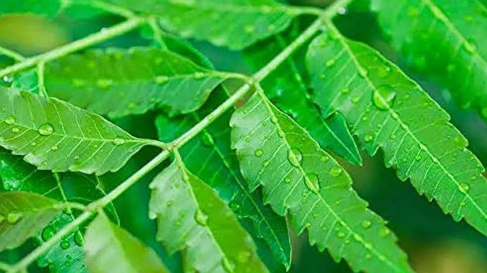 Neem helps diabetic patients