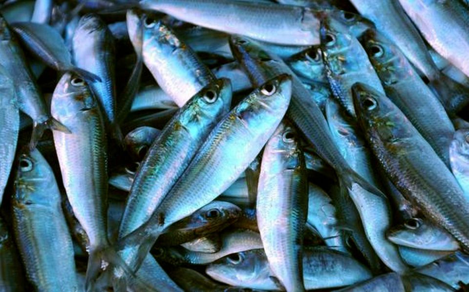 benifits eating of matthi fish