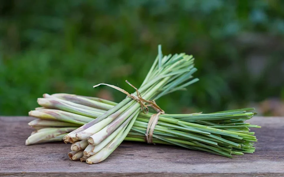 benifits eating of lemon grass