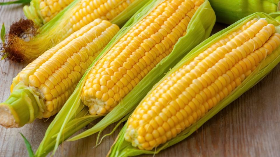 Benefits of eating corn